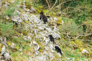 綜合警備保障リリーフの防犯カメラ設置｜熊検知